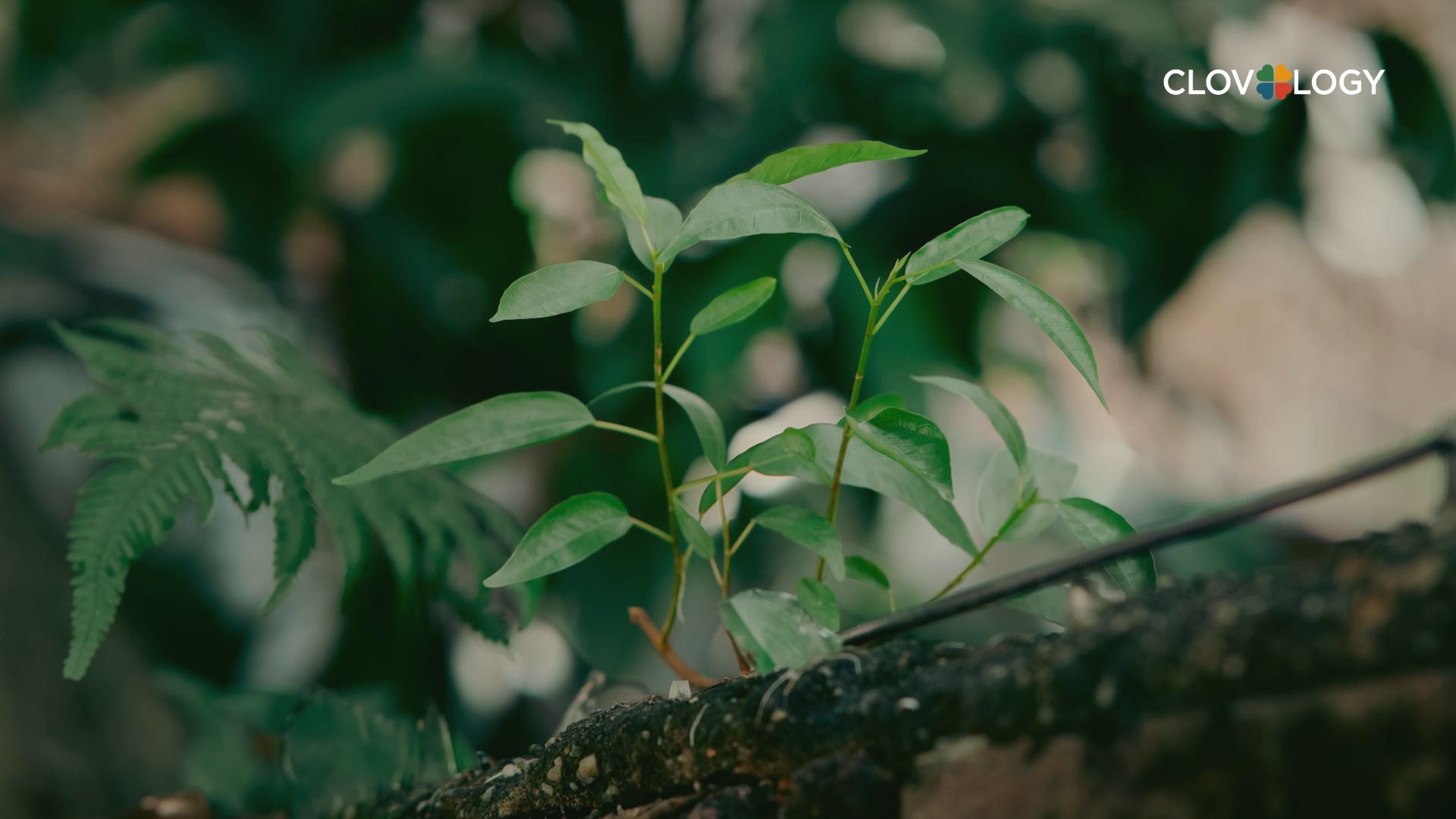 Planting a seed as a metaphor for how to cultivate happiness